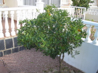 Orange Tree